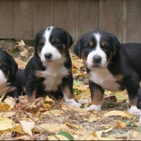Greater Swiss Mountain Dog breed puppies minepuppy